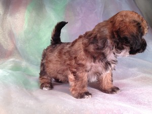 Male Teddy Bear Puppy for sale #12 |Teddy Bear puppies for sale in Providence RI cost More than Teddy Bears for sale at Purebredpups